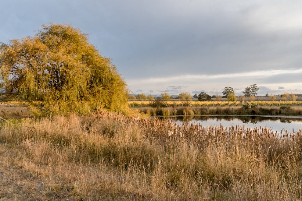 Winter at Elmsroe: New Beginnings, Old Trees & Growing for the Future